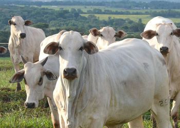 Mercado do boi gordo mostra acomodação nos preços antes do Dia das Mães