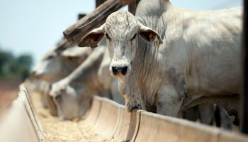 Preços do boi gordo se estabilizam enquanto exportações disparam