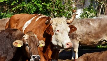 Boi sustenta preços firmes mesmo com salvaguarda chinesa