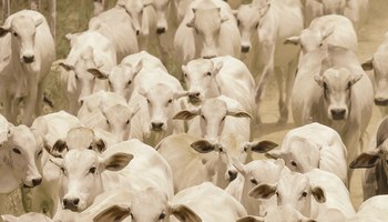 Preços do boi se sustentam com oferta limitada e exportações em alta