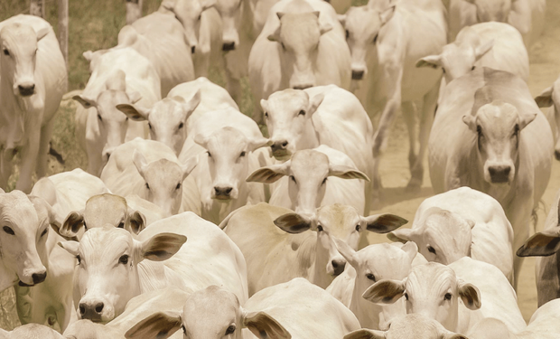 Preços do boi se sustentam com oferta limitada e exportações em alta