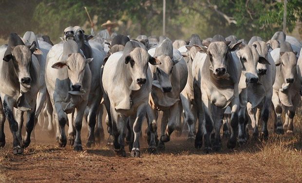 Cotação da arroba do boi gordo recupera 7% do valor na parcial de setembro