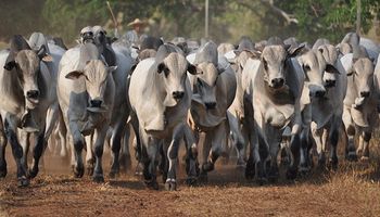 Cotação do boi gordo mostra firmeza apesar de maior abate em 9 anos