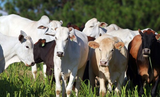 Mercado do boi gordo mostra que o pior já passou para os pecuaristas