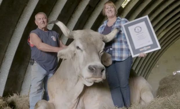 Gigante é muito dócil, especialmente com crianças e sua "família". (foto - Guinness)