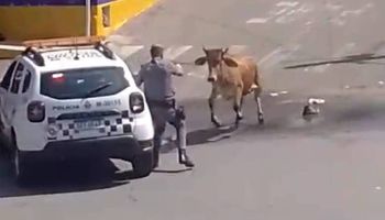 Boi é morto a tiros após avançar contra PM em rua em SP