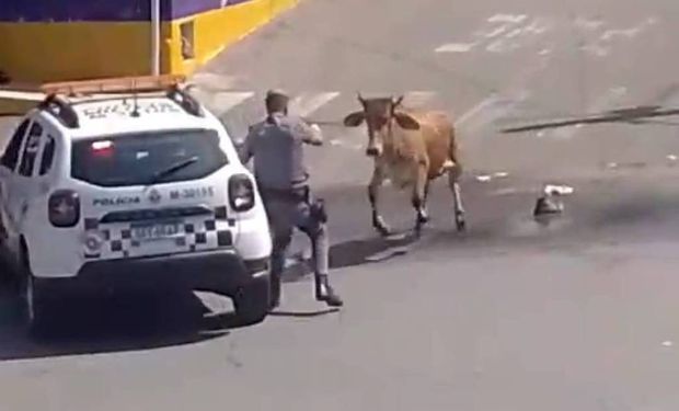 Boi é morto a tiros após avançar contra PM em rua em SP