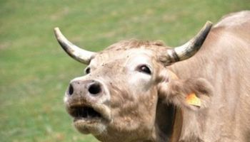 Cotação da arroba bovina atinge menor preço desde julho de 2020
