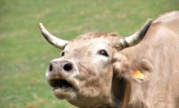 As vendas externas de carne bovina in natura chegaram a 200 mil toneladas no mês passado, segundo melhor setembro da história. (foto - ilustrativa)