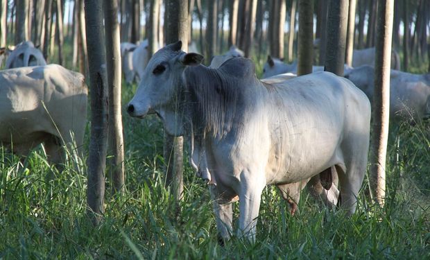 Oferta de boi gordo vem, ainda que ligeiramente, crescendo em algumas regiões. (foto - Embrapa)