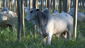 Cotação do boi gordo tem oscilações bruscas em janeiro