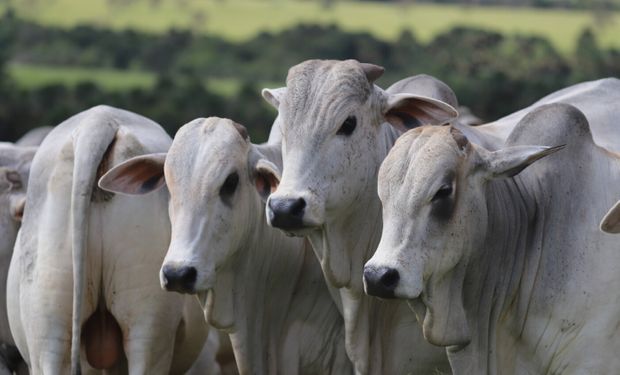 Cotação do boi gordo atinge menor patamar em quatro meses