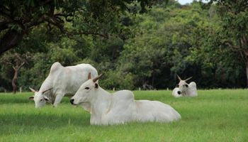 Boi na sombra e picanha em alta: falta de reposição eleva arroba bovina