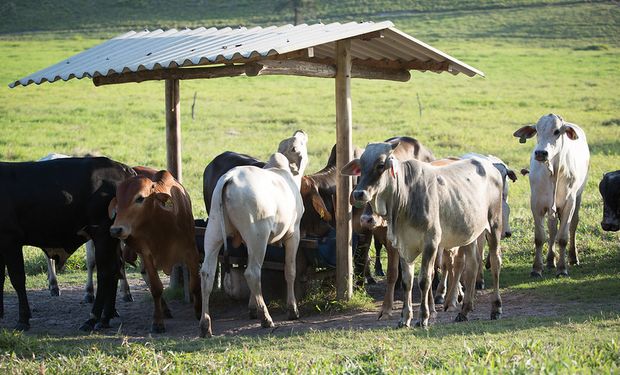 Cotação da carne bovina caiu R$ 45,88 por arroba em um ano. (foto - CNA)