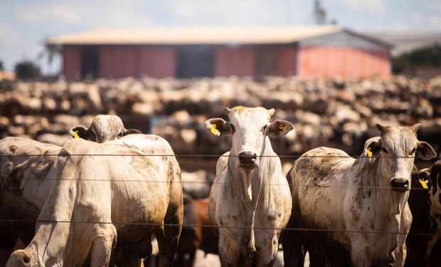 Cotação da arroba bovina fica estável mesmo com habilitações da China