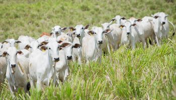 Descontada inflação, arroba bovina tem menor cotação desde 2019