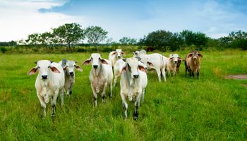 Pecuaristas mantêm boi no pasto e seguram cotação da arroba bovina