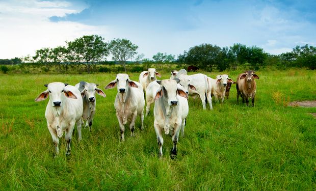 Pecuaristas mantêm boi no pasto e seguram cotação da arroba bovina