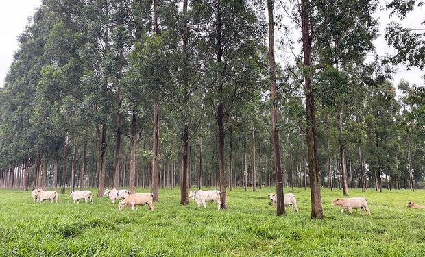 Estresse térmico, provocado pelo calor, leva a distúrbios nutricionais e metabólicos nos animais. (Foto - Gisele Rosso/Embrapa)