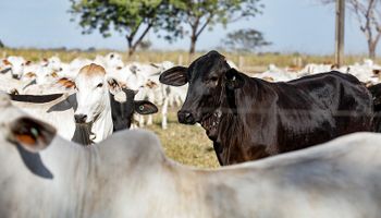 "Quem mais tem sido prejudicado é o produtor rural", alerta CNA