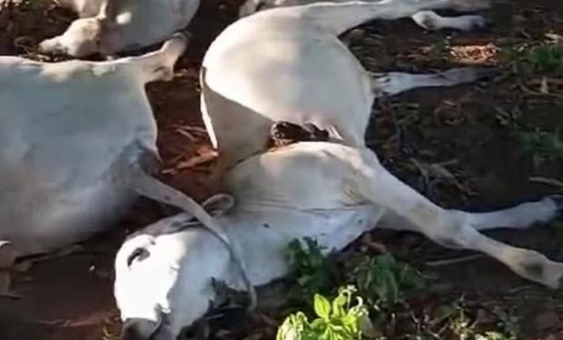 Imagens feitas no local mostram os animais caídos, lado a lado no pasto. (Foto - Divulgação)
