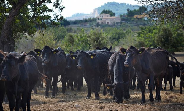 Governo detalha programa sobre "agropecuária descarbonizante"