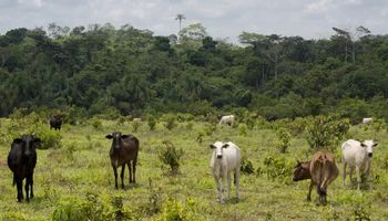 Frigoríficos reduzem a 4% compra de gado de áreas desmatadas na Amazônia