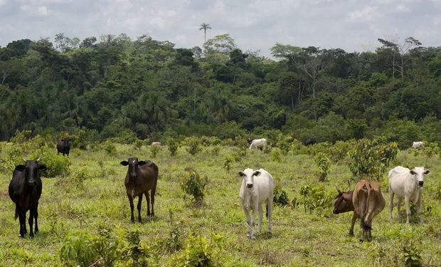 Frigoríficos reduzem a 4% compra de gado de áreas desmatadas na Amazônia