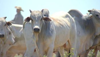 "Saída da vaca" das escalas de abate sustenta alta da arroba 