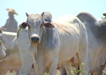 "Saída da vaca" das escalas de abate sustenta alta da arroba 