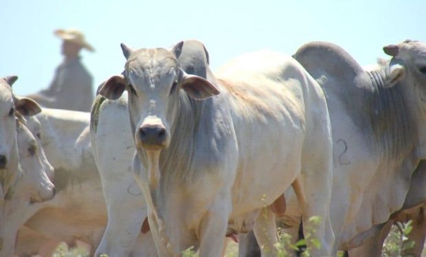 "Saída da vaca" das escalas de abate sustenta alta da arroba 