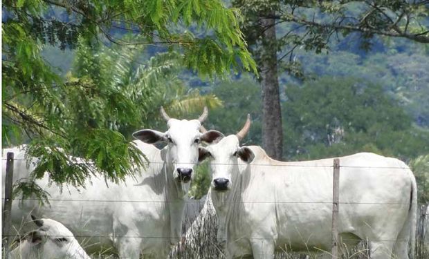 B3 adota indicador Boi Datagro como referência para arroba bovina no Brasil