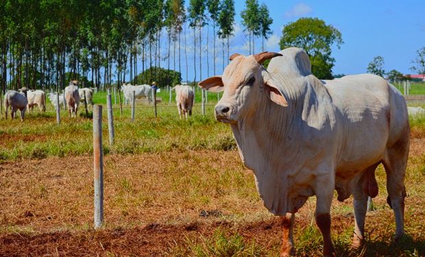 Exportação de carne bovina quebra recorde em abril