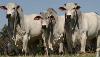 Preços do boi gordo voltam a cair com escalas de abate programadas até o final do mês