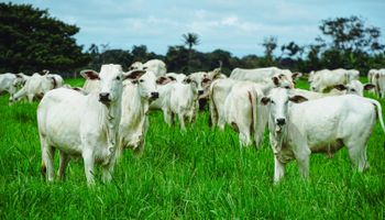 China compra 27,5% mais carne bovina de MT em 2022