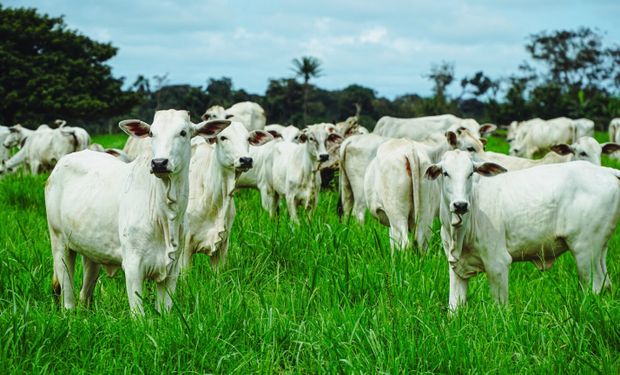 Egito elevou em 122,48% a compra da carne de MT. (foto - Acrimat)