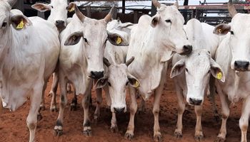 Governo do MS promove leilão on-line de 64 bovinos Nelore