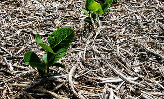 Ventaja comparativa: Argentina tiene la capacidad de proveer seguridad alimentaria y seguridad ambiental al mismo tiempo.