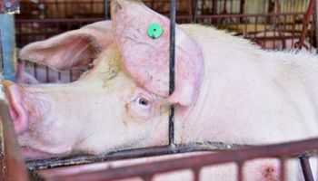 Santa Catarina bate recorde na exportação de suínos em 2022