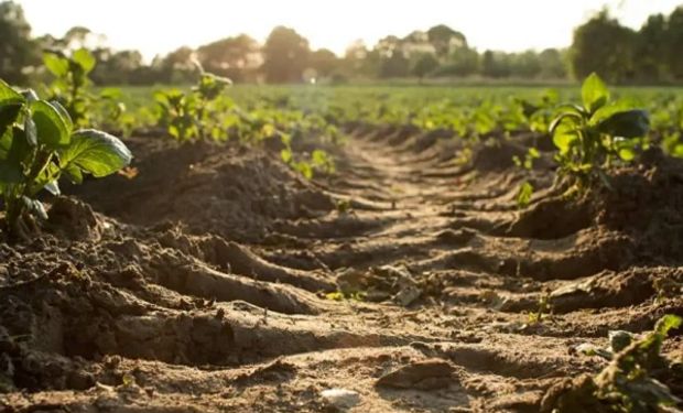 Congreso Aapresid: datos para entender qué son y cómo funcionan los Bonos de Carbono