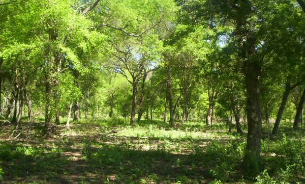 Bosque nativo en Argentina. Foto: INTA