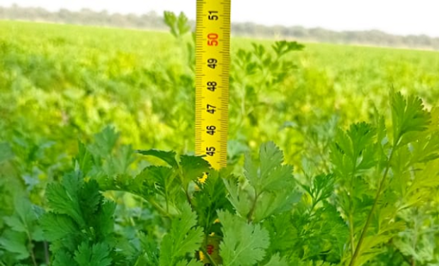 Tanto con el coriandro, que es el fruto, como con el cilantro, que es la parte vegetativa en la misma especie, se observa un crecimiento.