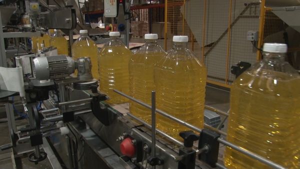 botellas de girasol en planta