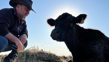 La fórmula de un experto para quintuplicar hectáreas y duplicar las vacas con la misma inversión: la oportunidad que hay en el campo argentino, bajo la mirada de Osvaldo Botta