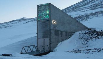 Por primera vez, Uruguay aporta semillas a la Bóveda Global de Svalbard: ya hay más de un millón de muestras 