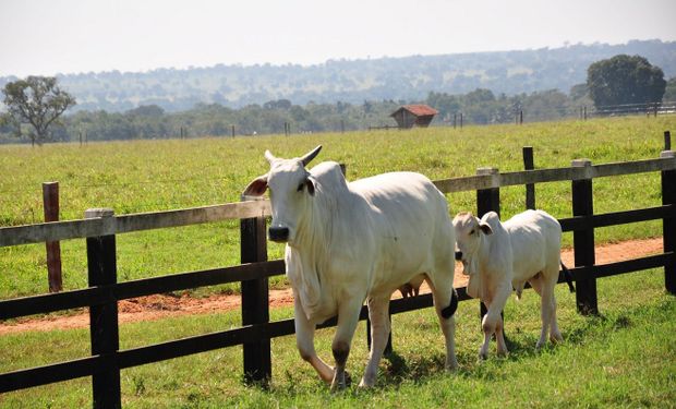 Manejo concentra reprodução em um único período do ano. (foto - Sistema SNA/Senar)