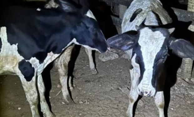 PM flagra gado dentro de carro e prende dupla em Minas Gerais