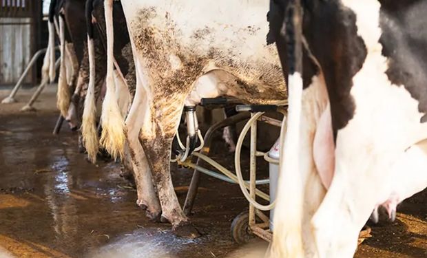Custo de produção de leite cai pelo terceiro mês seguido, diz Embrapa