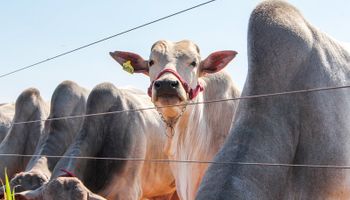 China compra 57% da exportação de carne bovina em agosto