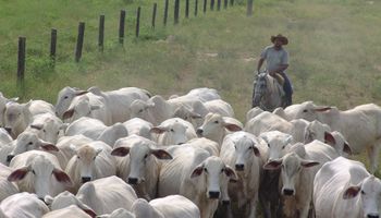 Brasil reduz abate bovino e eleva de aves e suínos em 2021